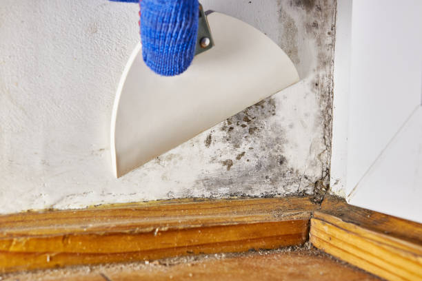 Best Mold Odor Removal Services  in Fort Atkinson, WI